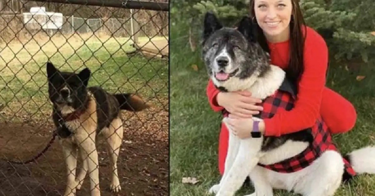 Ragazza visita ogni giorno un cane incatenato fuori e decide di adottarlo