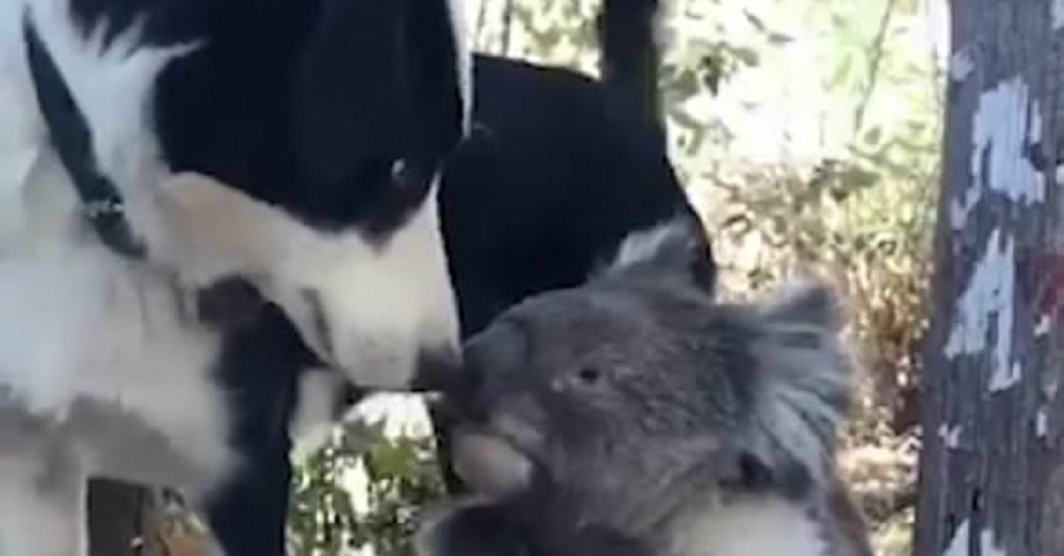 Il koala assetato e il cane di casa condividono l’acqua