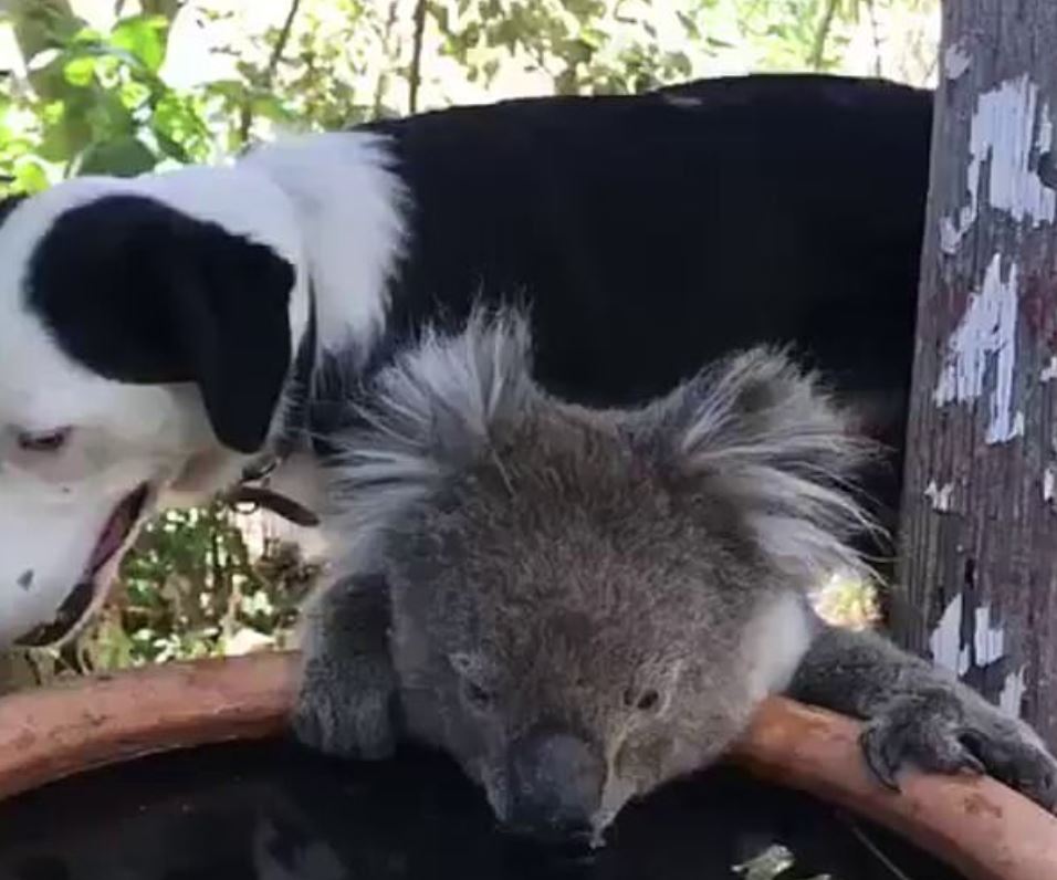 cane-koala