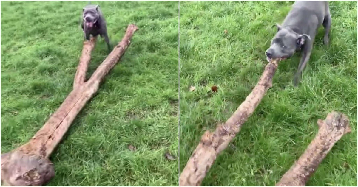 Il cane trova il bastone più grande di sempre e cerca di portarlo a casa