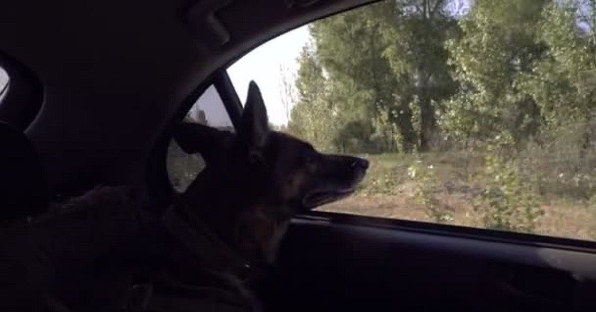 Donna parte in treno e lascia il cane chiuso in auto