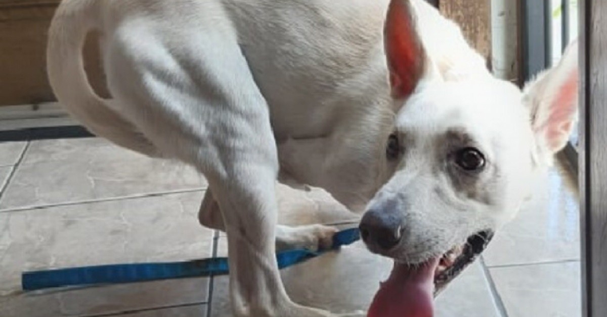 Tintín, il cane disabile abbandonato a São Leopoldo, ha molte richieste di adozione