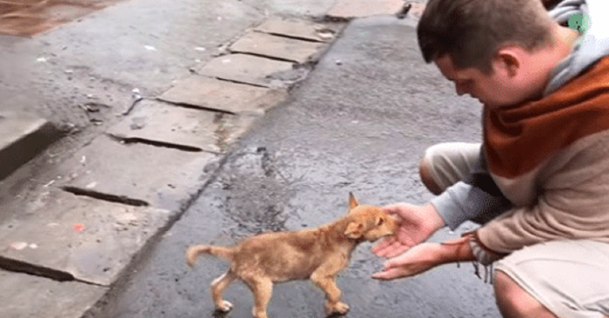 Cucciolo randagio scodinzola a ogni passante cercando di convincerli ad adottarlo