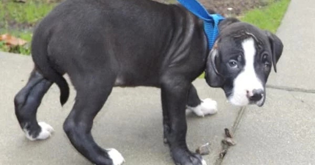 Cucciolo abbandonato solo perché è cieco da un occhio e ha un orecchio malformato