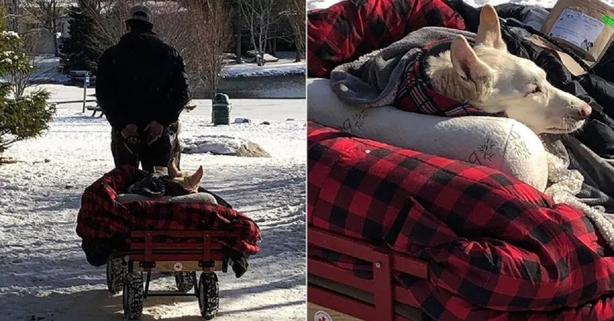 Crea un carrello per il suo cane paralizzato