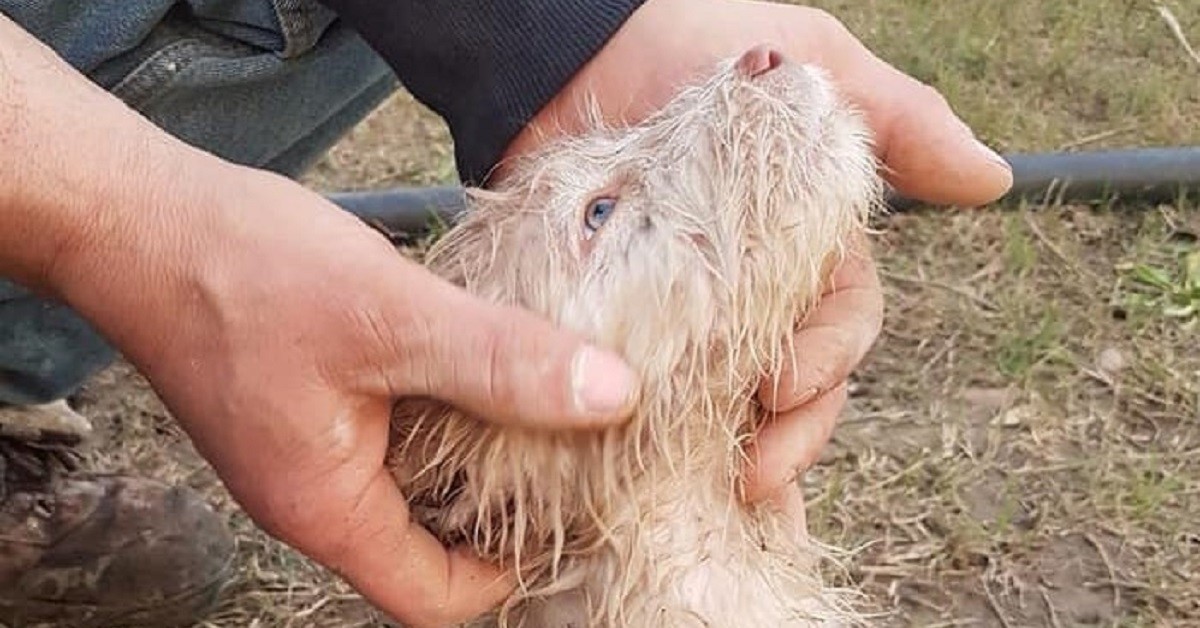 Celestino, il cucciolo gettato in un canale a Decimomannu