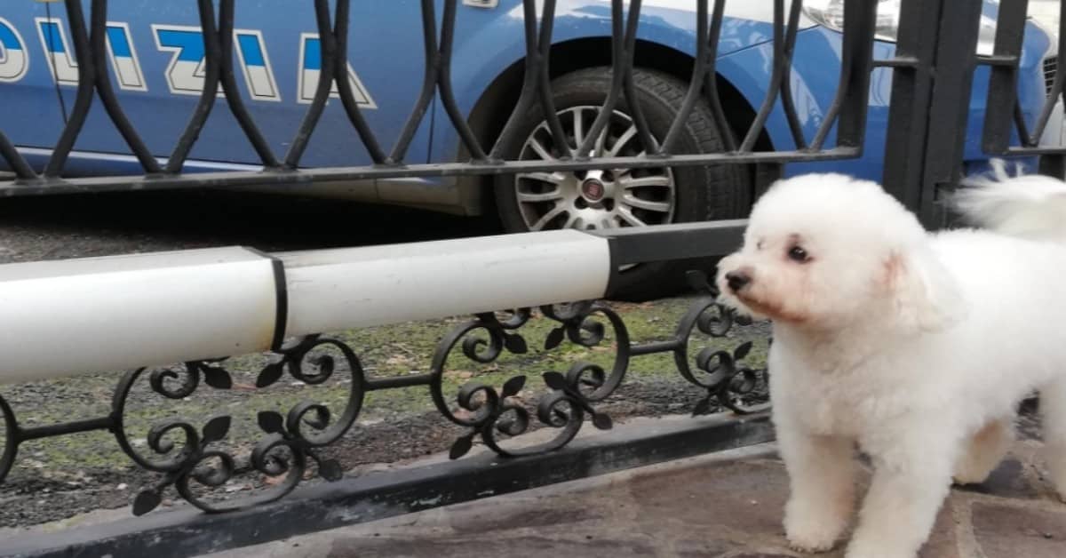 Charlie, il cagnolino che vagava ferito sull’autostrada, salvato dai poliziotti