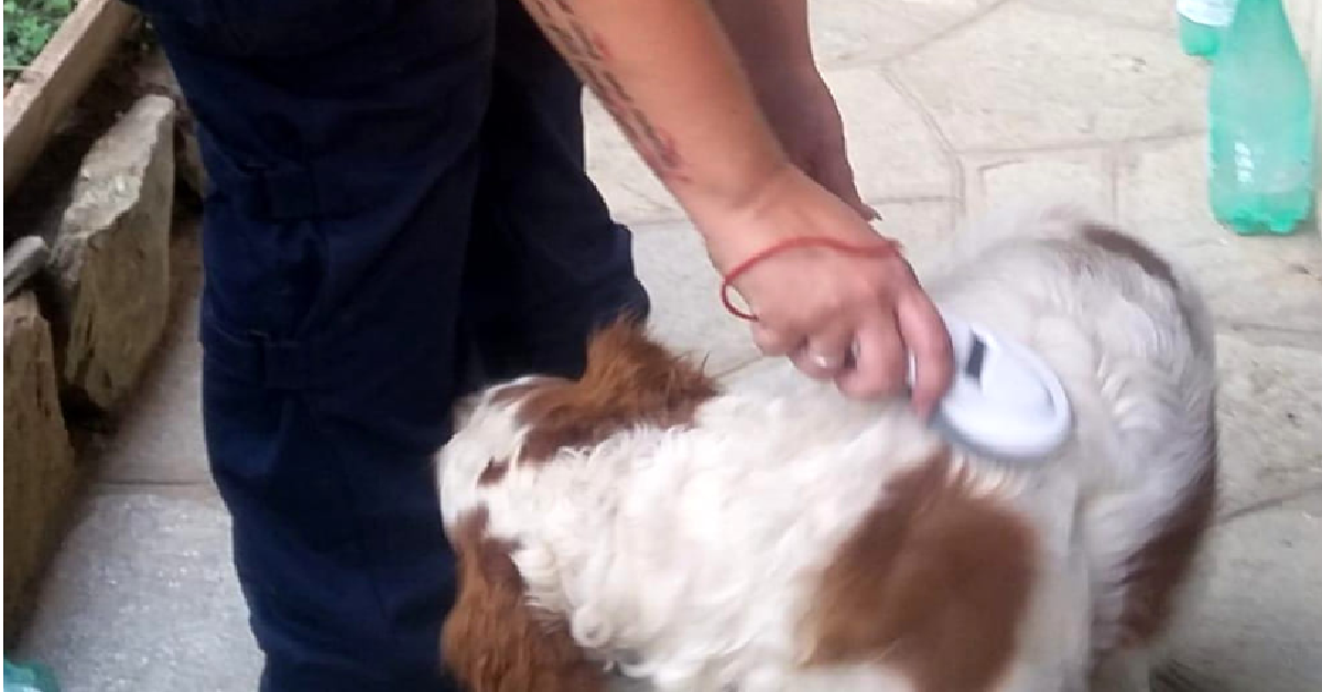 Il cane ed il collare elettrico
