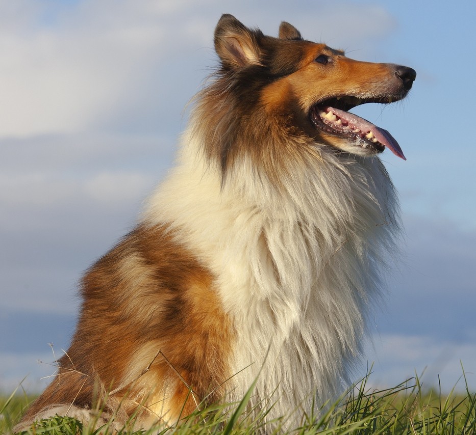 collie