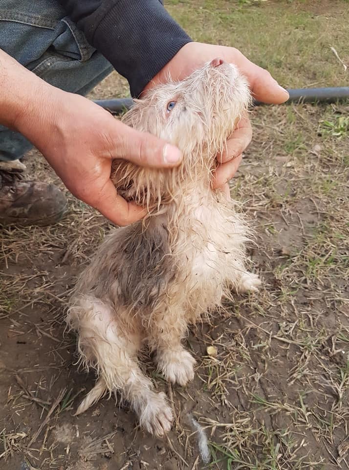 cucciolo-canale