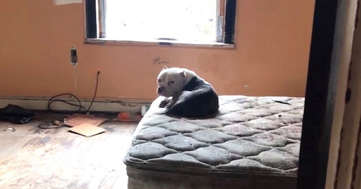 Soccorritori trovano un cucciolo ferito sul materasso di una casa abbandonata