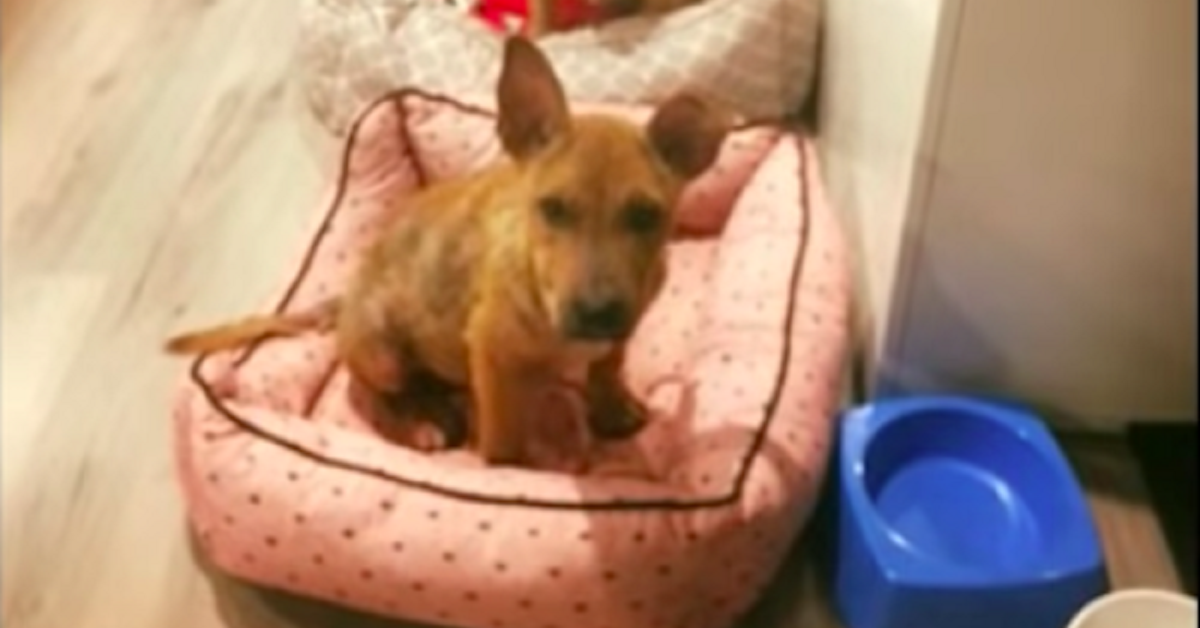 Il cane ha 6 mesi e rischia la vita per la negligenza degli esseri umani