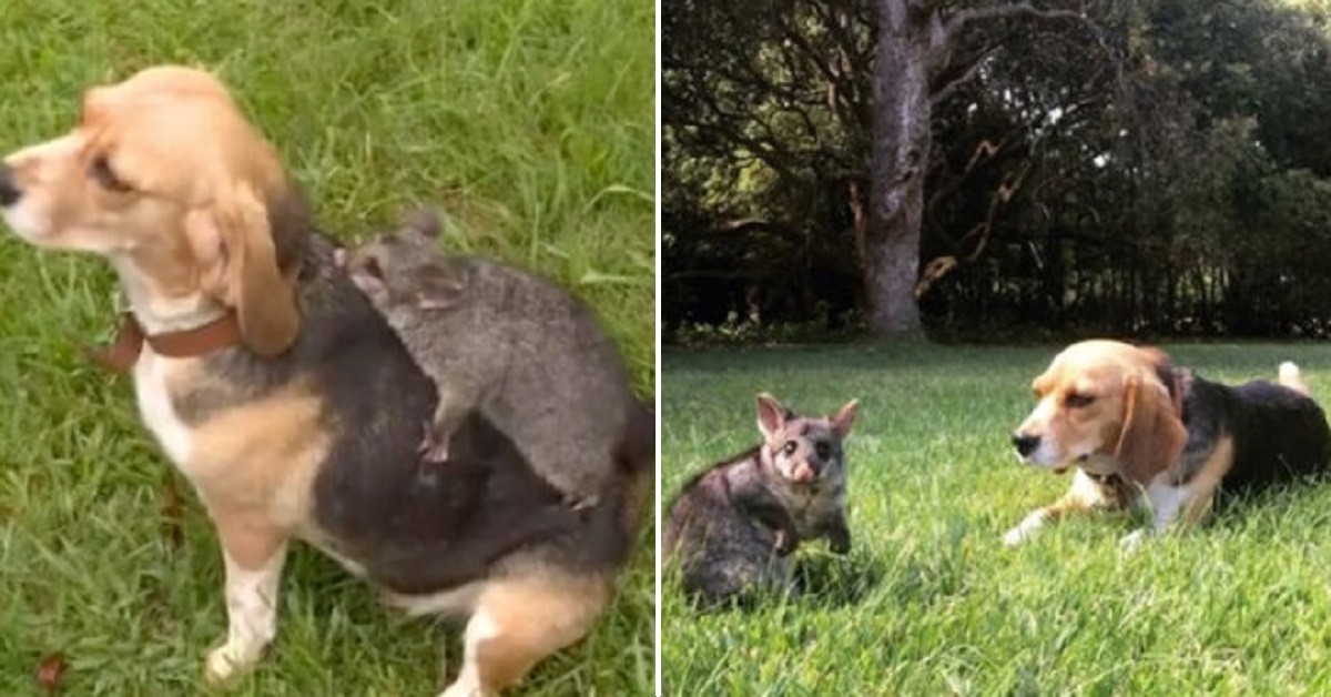 Dopo la morte dei suoi cuccioli mamma Beagle adotta l’opossum abbandonato