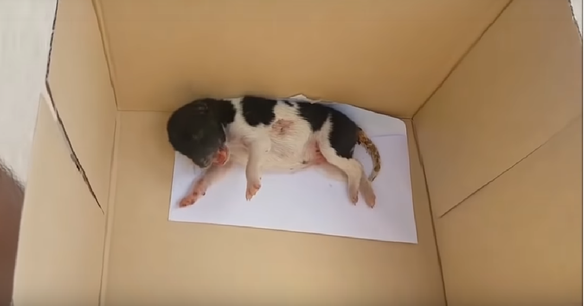 Edgar il cucciolo