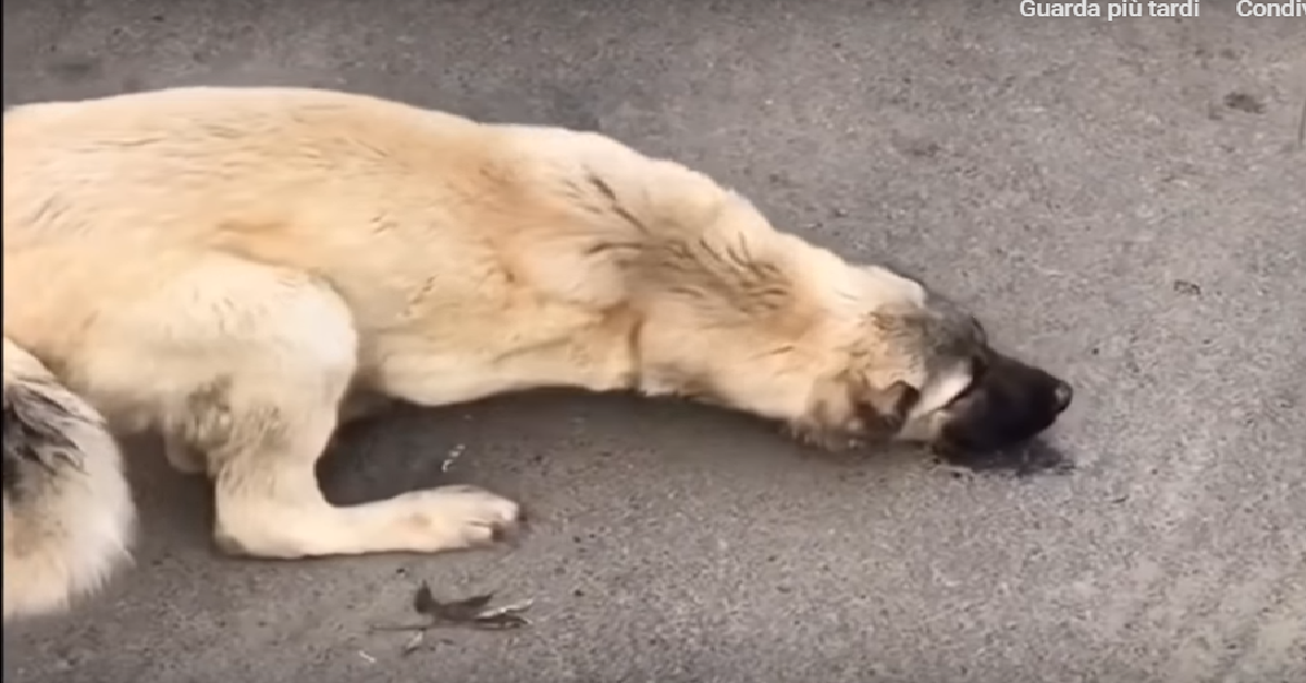 Fido
