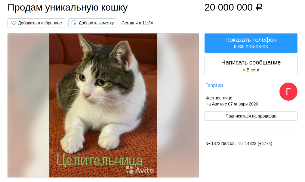 gatta-russia-annuncio-vendita