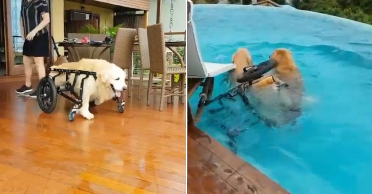 Lion, il golden retriever che si tuffa in piscina con il suo carrellino