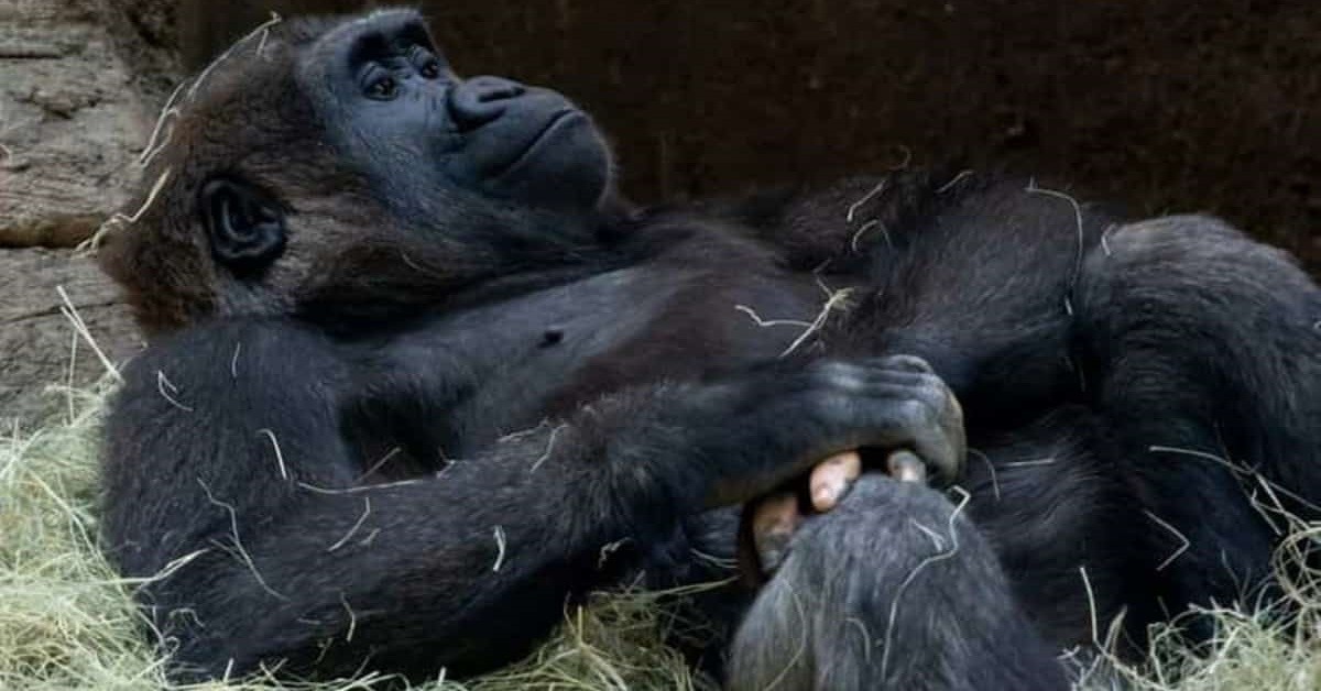 Gorilla nato con poca pigmentazione sulle mani ha dita che sembrano umane