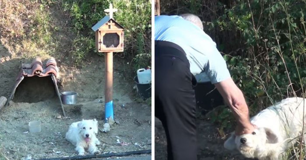 Cane aspetta per 18 mesi il proprietario morto nel luogo dell’incidente