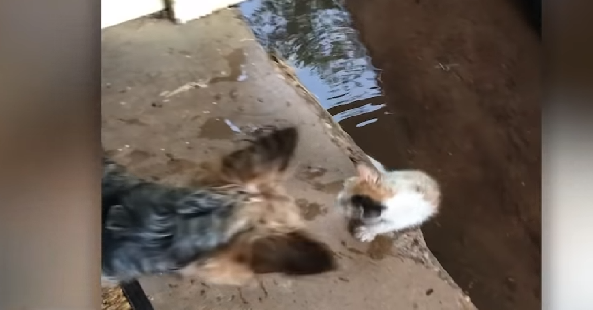 Hazel e la gattina abbandonata