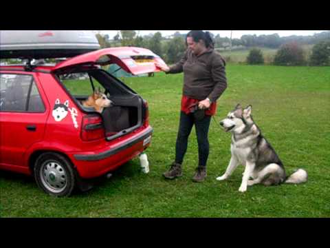 Talon-il-cane-testardo 1
