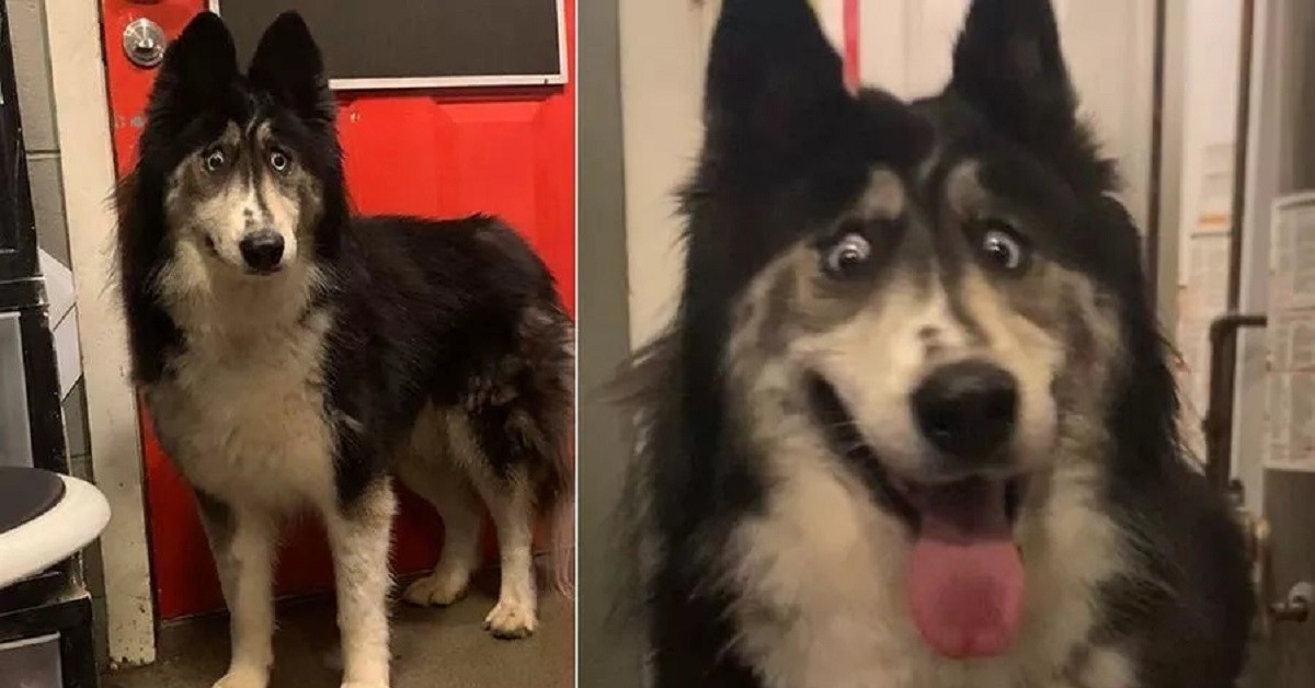 Il cane dallo sguardo buffo trova finalmente casa grazie alla rete