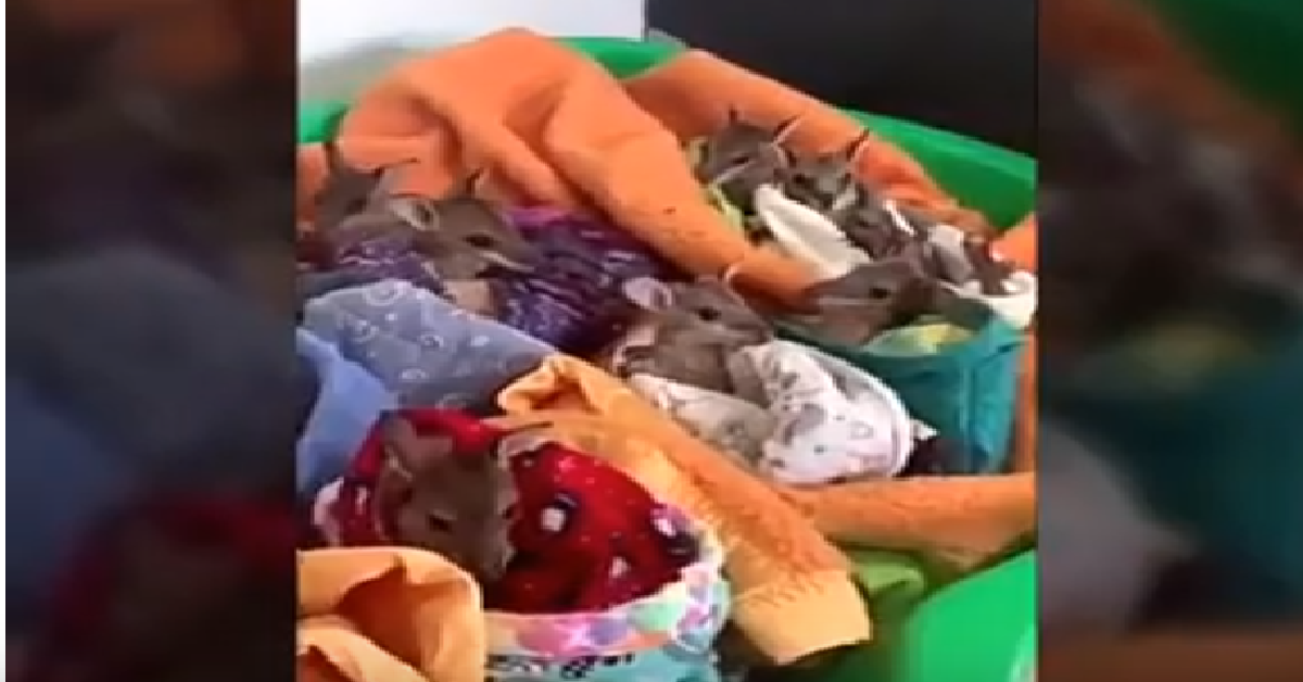 I cuccioli di canguro