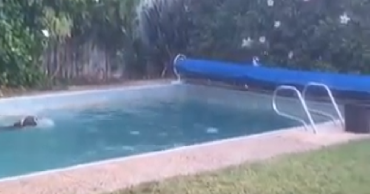 Il boxer furbo