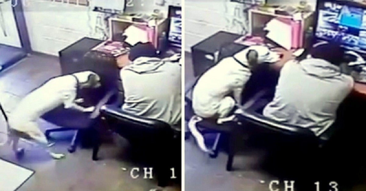 Il cagnolino che non lascia solo il suo amico umano