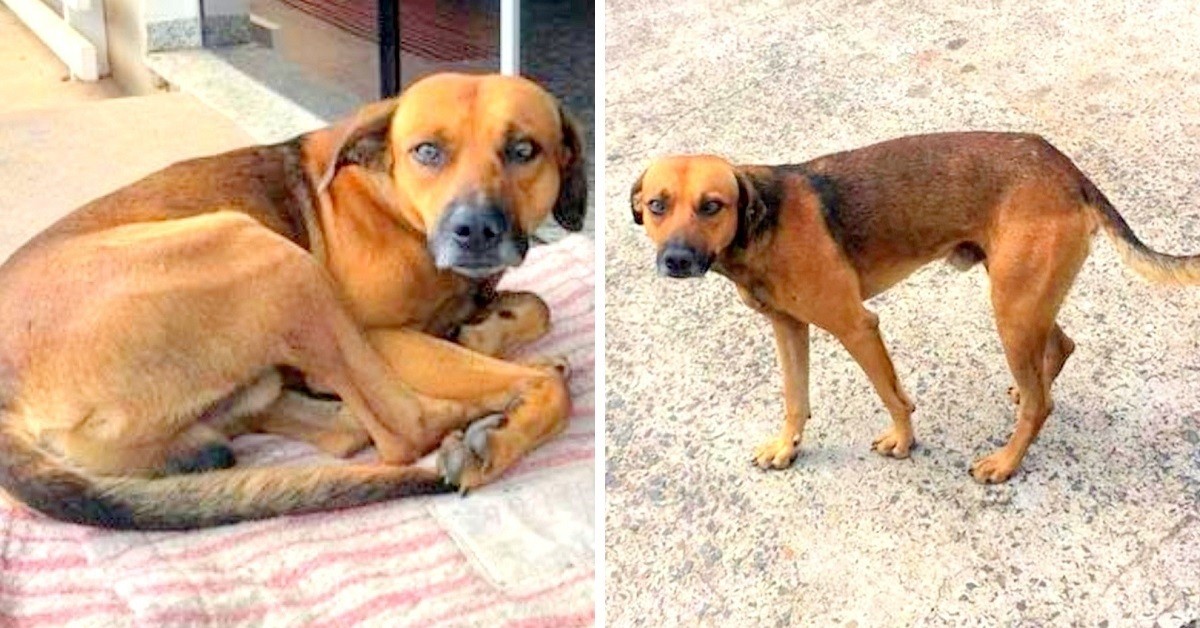 Il cane che ha aspettato il suo amico umano per mesi