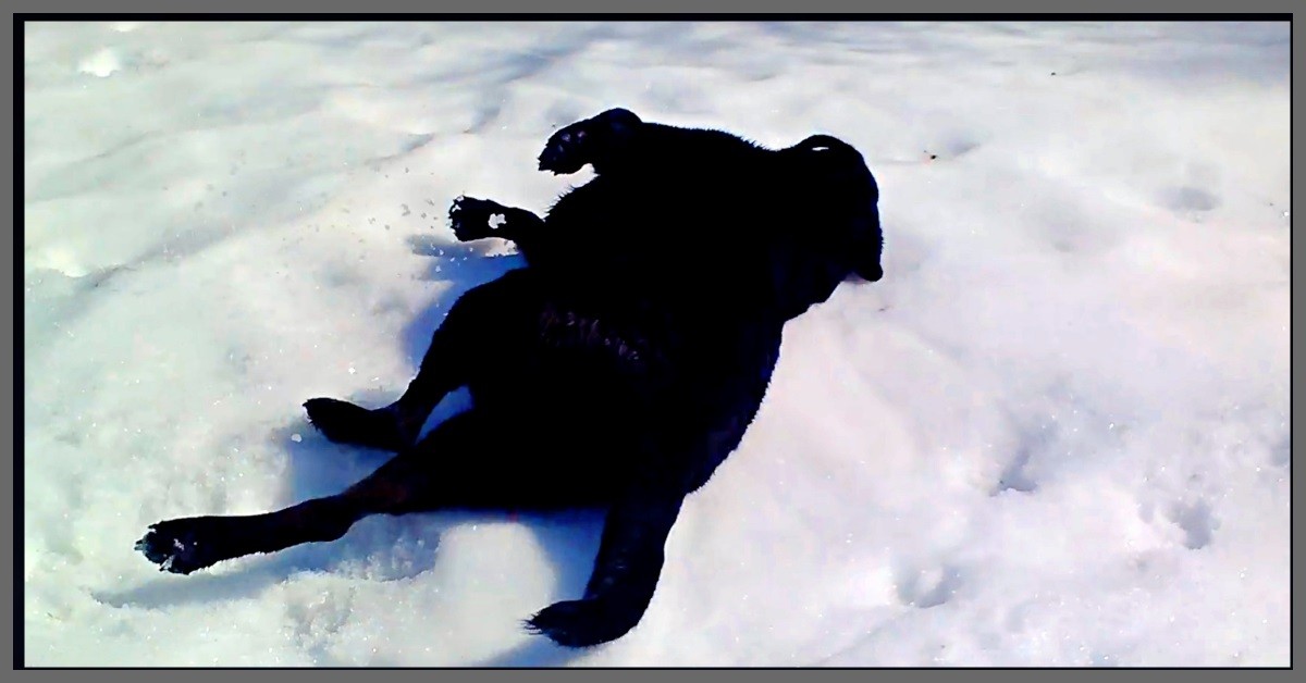 Il grande amore di Rafi per la neve