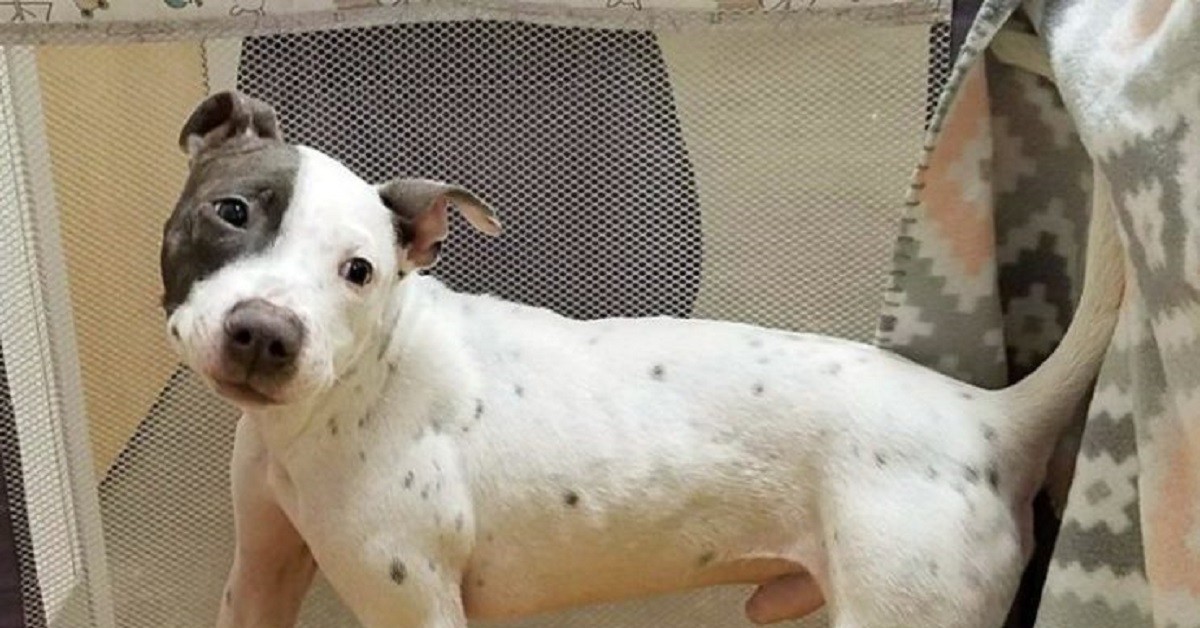 Indy è un dolce cagnolino, che purtroppo non ha avuto un inizio di vita molto facile