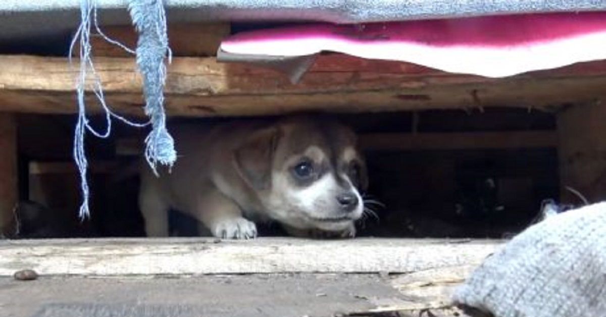 Il salvataggio della mamma e dei suoi tre cuccioli