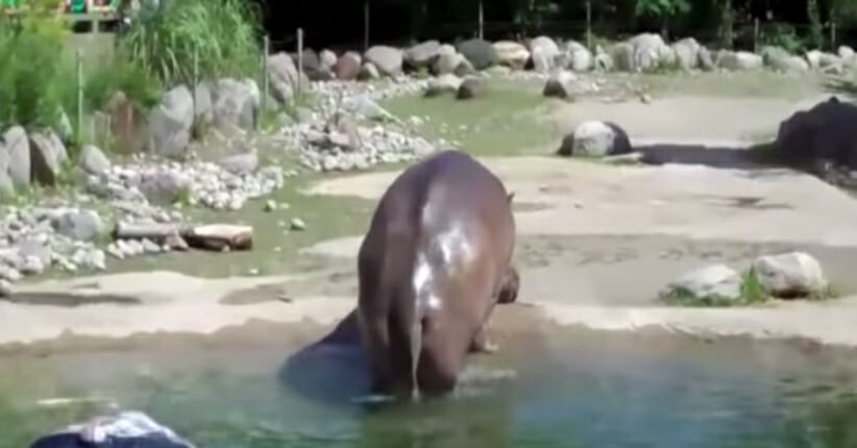 Ippopotamo fa una puzzetta gigante e il video diventa virale