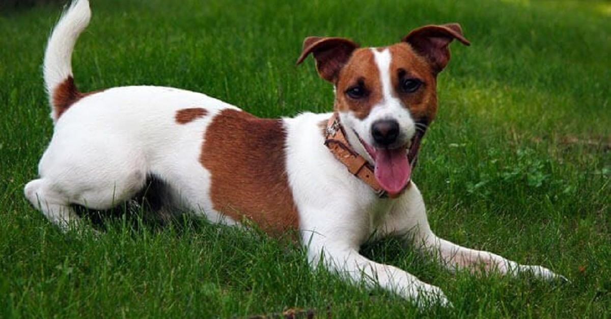 Faenza, cane trova un fazzoletto: ci gioca e perde la vita