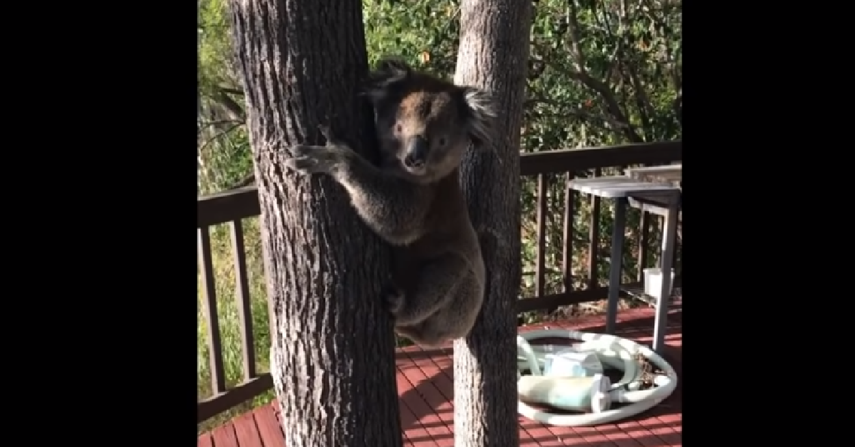 Jhon il Koala