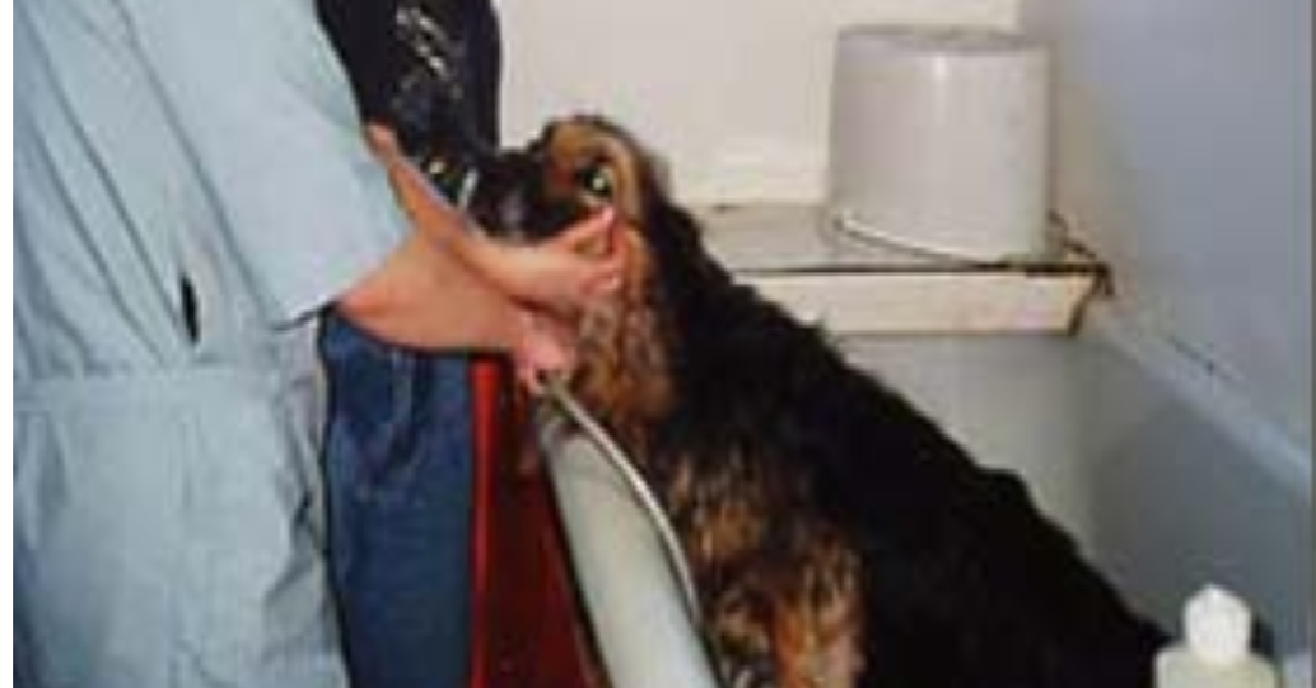 Judas la cagnolina incatenata