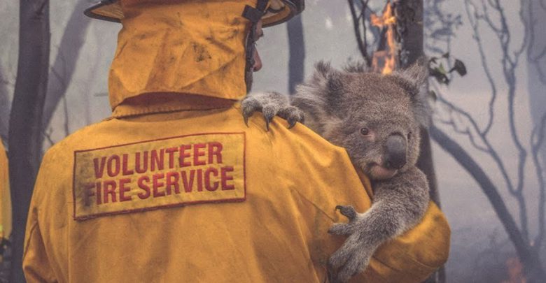 koala-australia-pompiere