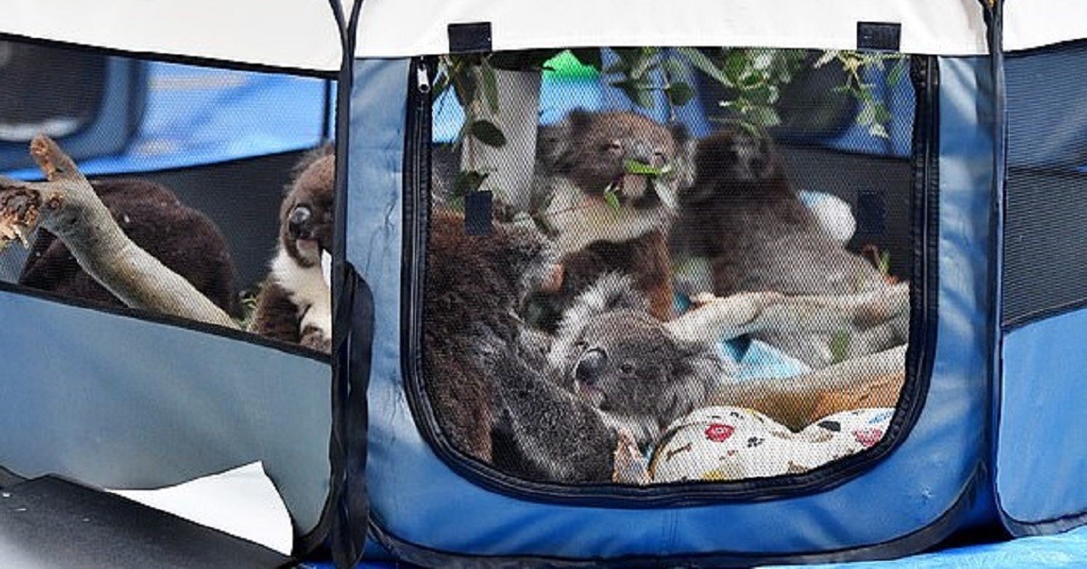 Trasformano la scuola in ospedale per aiutare koala orfani e feriti negli incendi in Australia