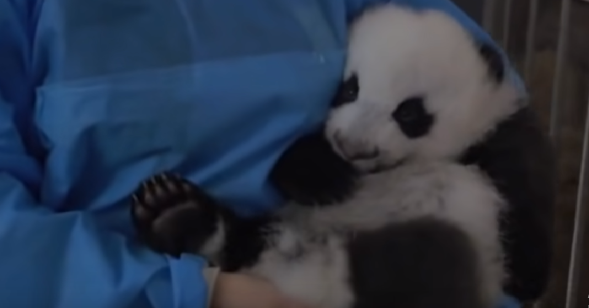 La famiglia di panda