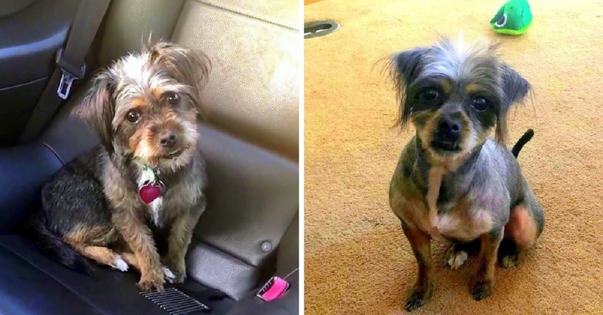 Bella la cagnolina scomparsa la notte di Capodanno