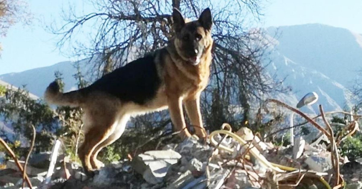 Si è spenta Laga, la femmina di pastore tedesco che ha salvato vite durante il terremoto di Amatrice