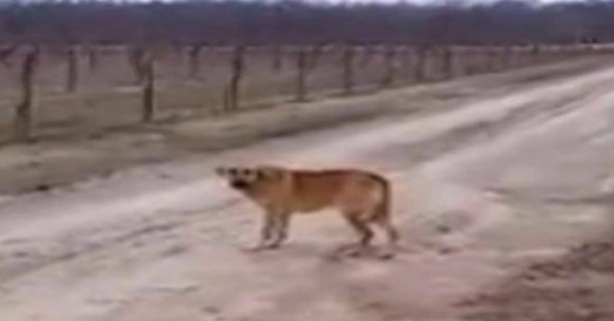 Volontaria trova un cane abbandonato e scrive una lettera rivolta al suo proprietario