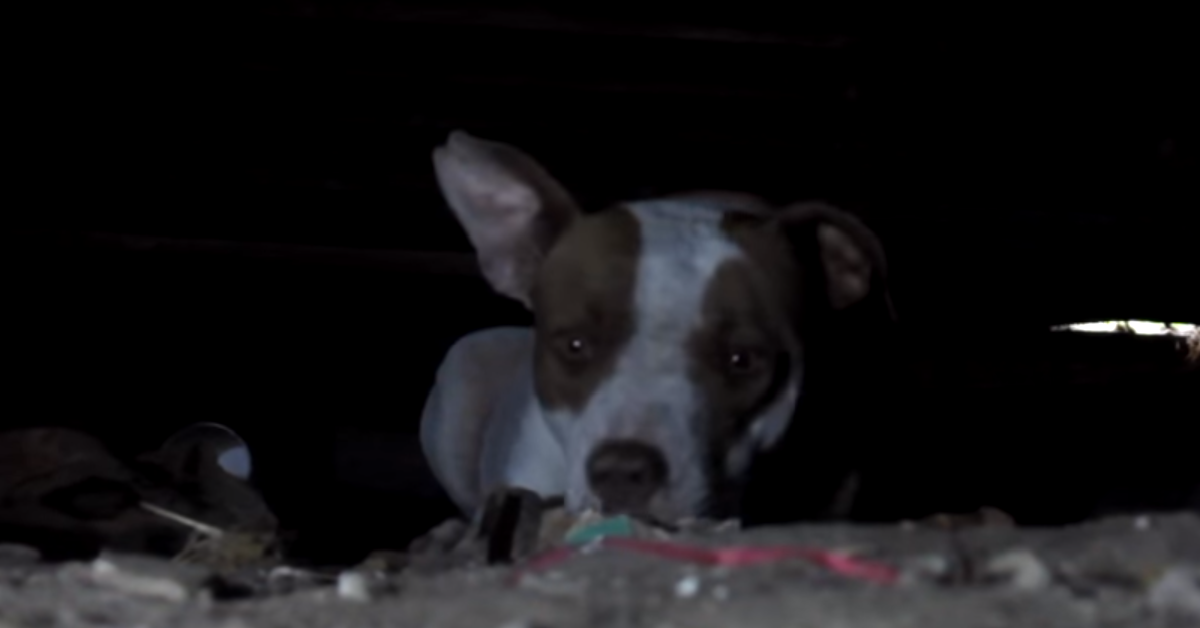 Roxy e la sorpresa