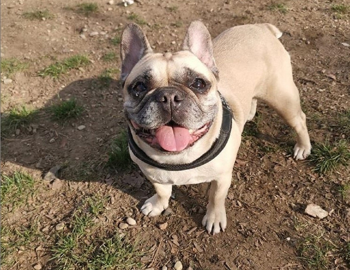Il cane di Fedez insegna la condivisione al figlio Leone, non sono meravigliosi? VIDEO