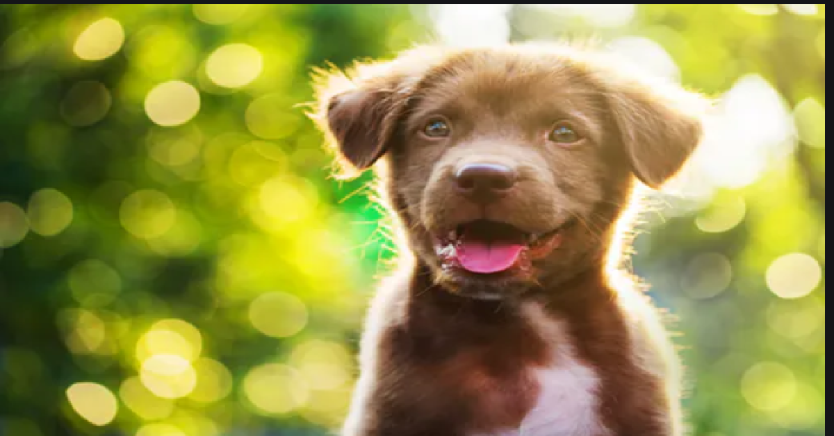 Il povero cane gettato tra i rifiuti