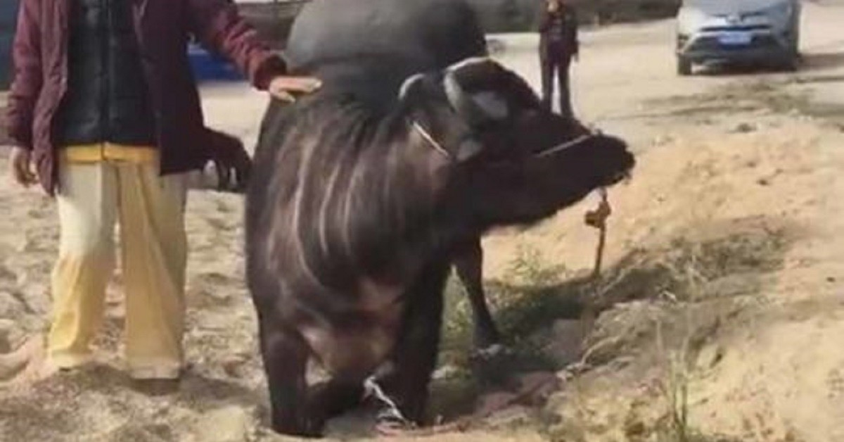 Mucca terrorizzata si inginocchia nel macello per chiedere la libertà