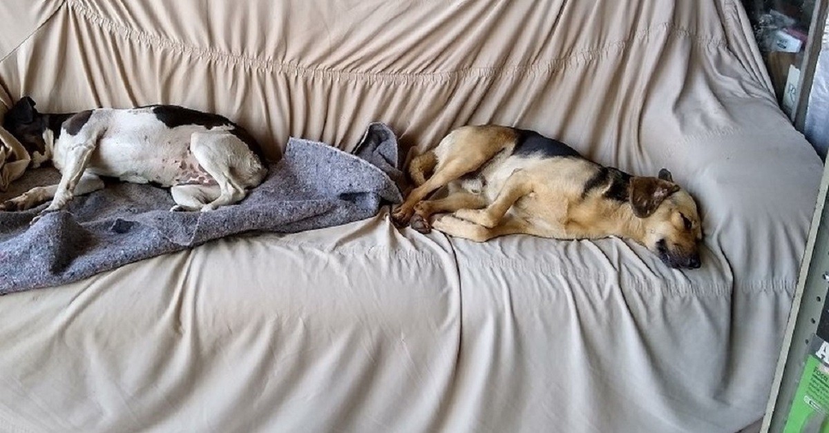 Negoziante mette divano, acqua e cibo per cani randagi nel suo negozio