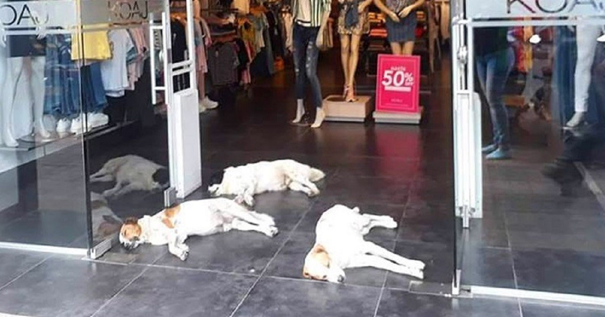 Colombia, negozio permette ai cani randagi di rinfrescarsi con l’aria condizionata