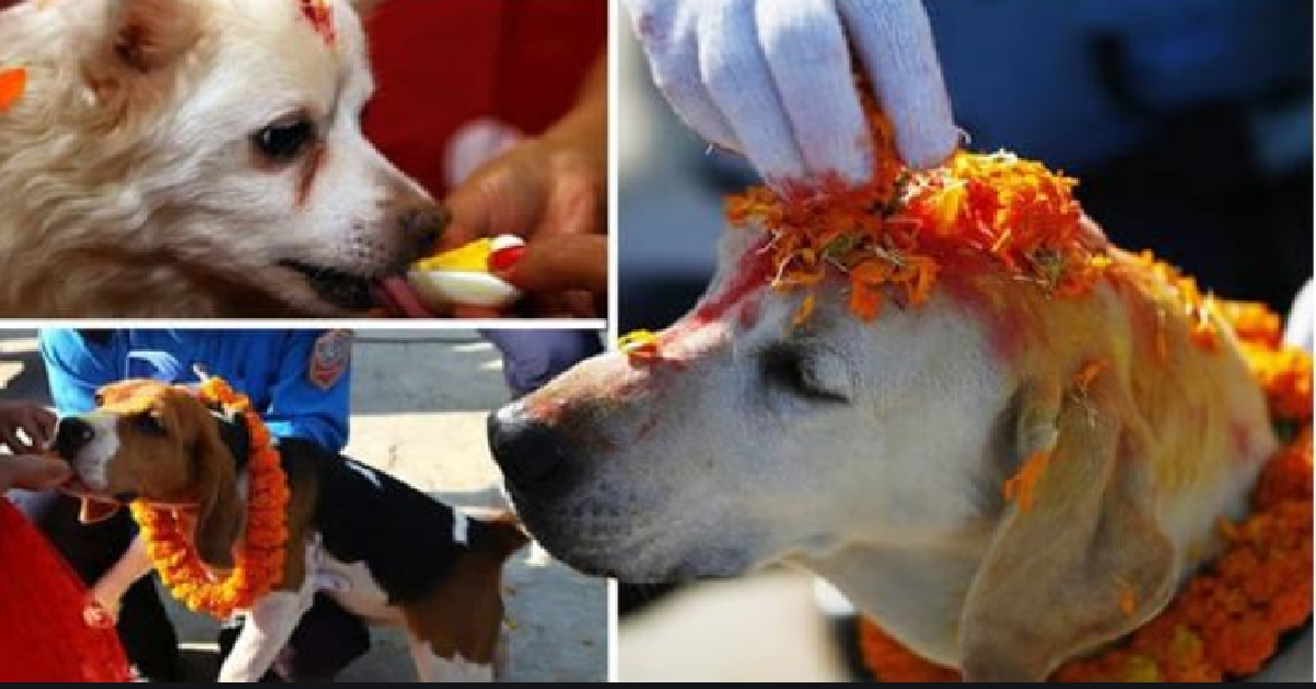 La festa per ringraziare i cani in Nepal